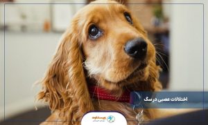 ختلالات عصبی در سگ