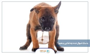 به سگ اسهال شده چه غذایی بدهیم؟