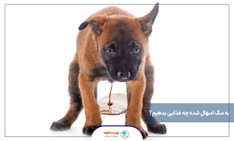 به سگ اسهال شده چه غذایی بدهیم؟