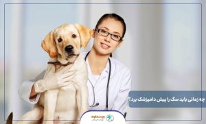 چه زمانی باید سگ را پیش دامپزشک برد؟