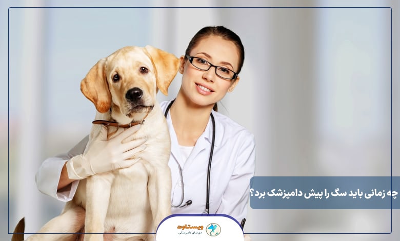 چه زمانی باید سگ را پیش دامپزشک برد؟