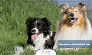 سگ نر یا ماده؟ کدام یک برای من مناسب است؟