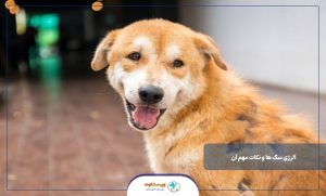 آلرژی سگ ها و نکات مهم آن