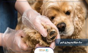 آنچه باید درباره پذیرش سگ مبتلا به بیماری لایم دانست.
