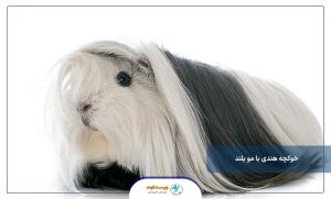 همه چیز درباره خوکچه هندی با مو بلند