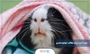 صفر تا صد درباره نظافت خوکچه هندی