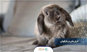 دلیل ادرار مکرر در خرگوش