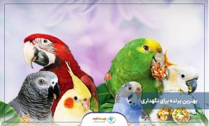 مناسب ترین گونه های پرنده برای شروع نگهداری