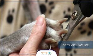 چگونه ناخن سگ خود را کوتاه کنیم؟