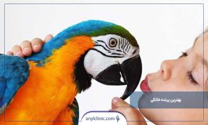 راهنمای انتخاب بهترین پرنده خانگی
