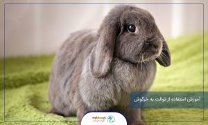 آموزش استفاده از توالت به خرگوش