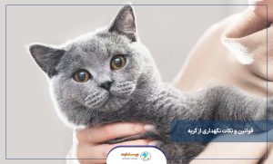 نگهداری از گربه