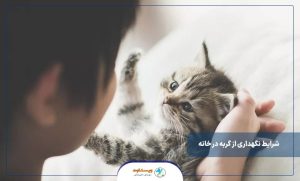 شرایط نگهداری از گربه در خانه