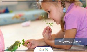 طوطی ها