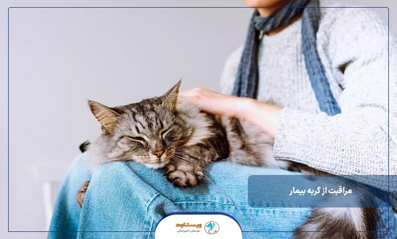 مراقبت از گربه بیمار