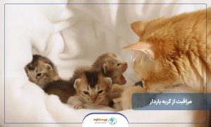 مراقبت از گربه باردار