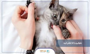 جلوگیری از گاز گرفتن گربه