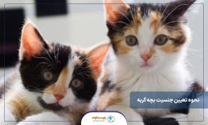 نحوه تعیین جنسیت بچه گربه