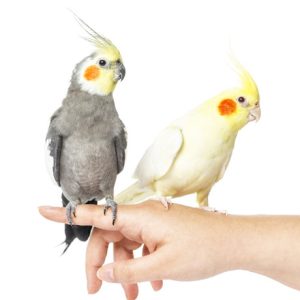 آموزش صحبت کردن به پرنده