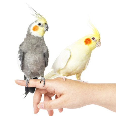 آموزش صحبت کردن به پرنده