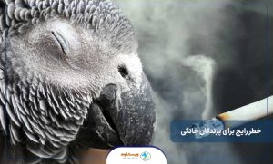 10 خطر رایج برای پرندگان خانگی