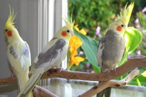 صفر تا صد نگهداری عروس هلندی