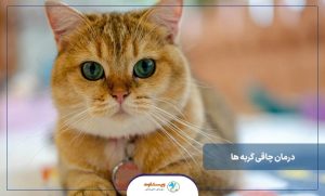 درمان چاقی گربه ها