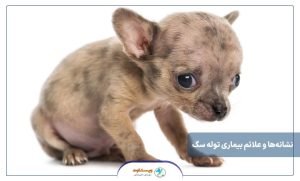 نشانه‌ها و علائم بیماری توله سگ