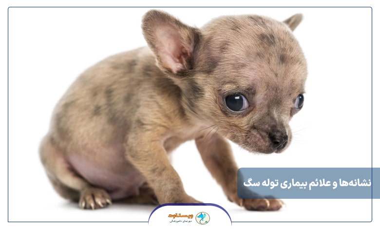 نشانه‌ها و علائم بیماری توله سگ
