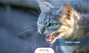 خشونت گربه و درمان آن