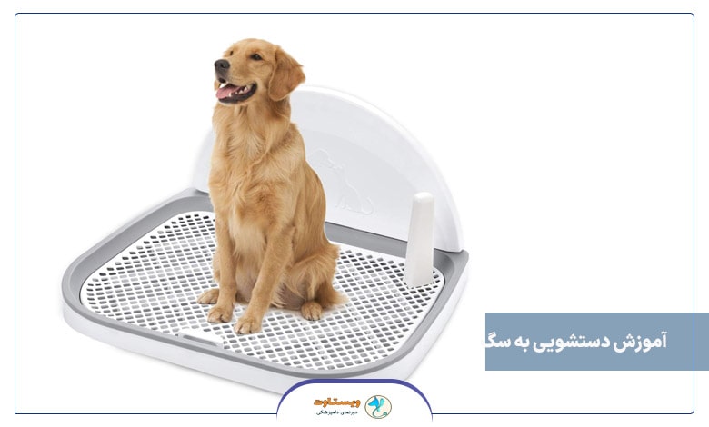 نحوه آموزش دستشویی به سگ با پد