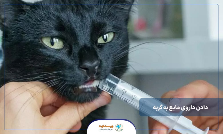 راه های دادن داروی مایع به گربه ‌ها