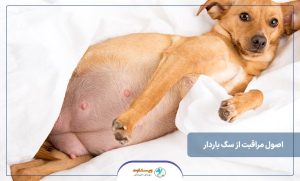 اصول مراقبت از سگ باردار
