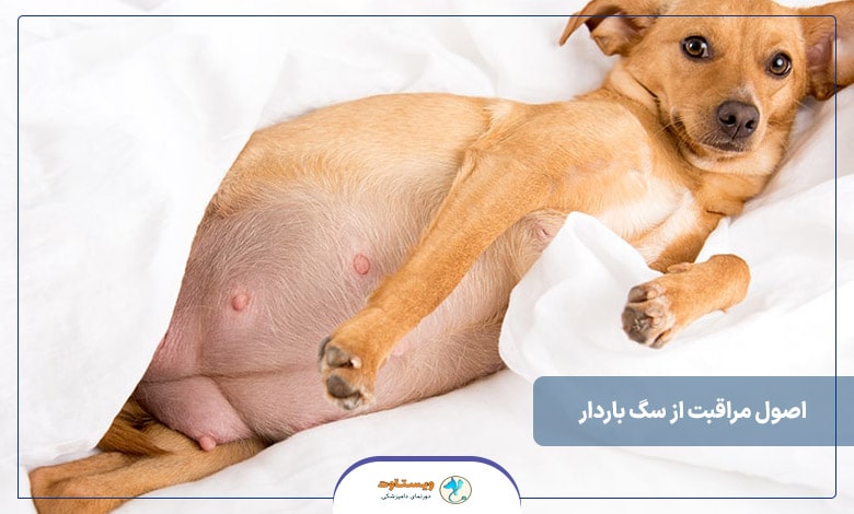 اصول مراقبت از سگ باردار 
