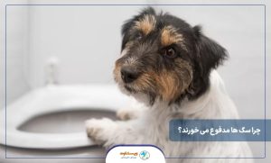چرا سگ ها مدفوع می خورند؟