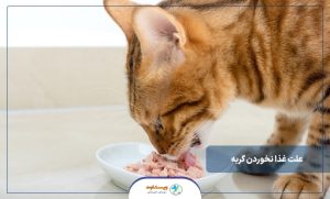 علت غذا نخوردن گربه
