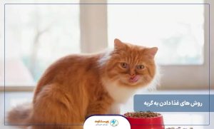 روش های غذا دادن به گربه