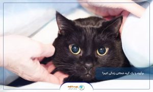 چگونه با یک گربه خحالتی زندگی کنیم؟