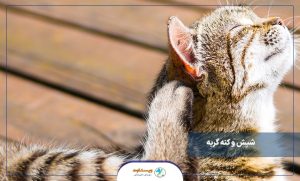 شپش و کنه گربه