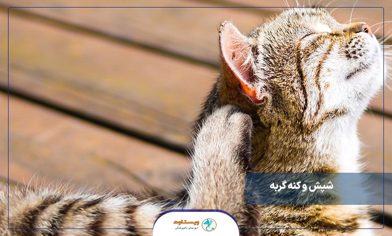 شپش و کنه گربه