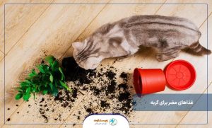 غذاهای ممنوعه برای گربه ها