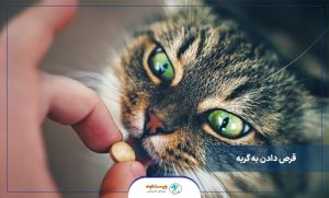 قرص دادن به گربه