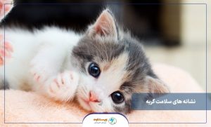 نشانه های سلامت گربه
