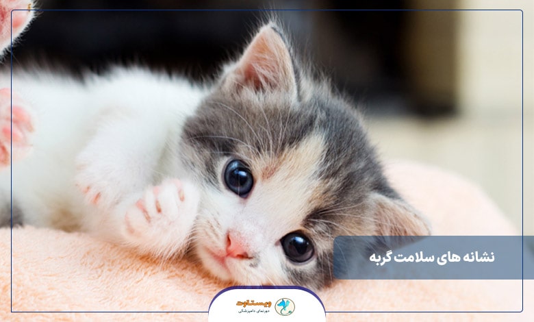 نشانه های سلامت گربه