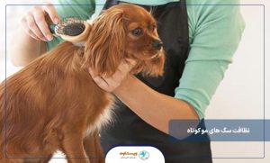 نظافت سگ های مو کوتاه