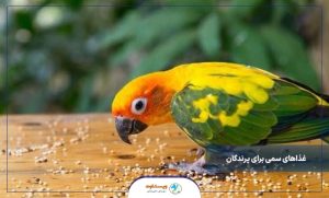 غذاهای خطرناک برای پرندگان