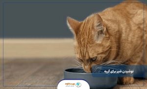 آیا گربه‌ها می‌توانند شیر بخورند؟
