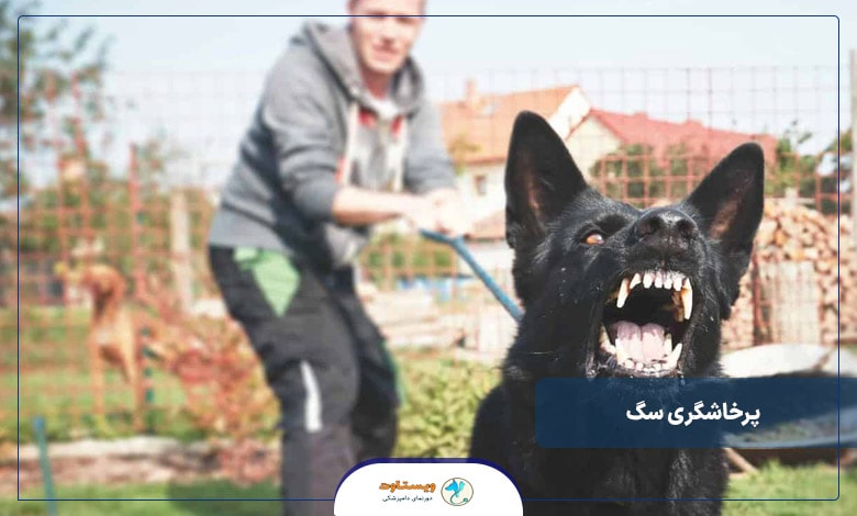 همه چیز درباره پرخاشگری سگ