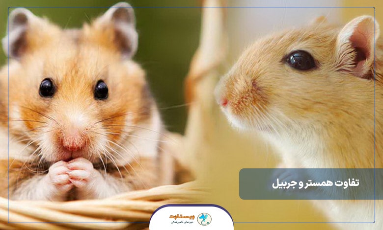 تفاوت همستر و جربیل
