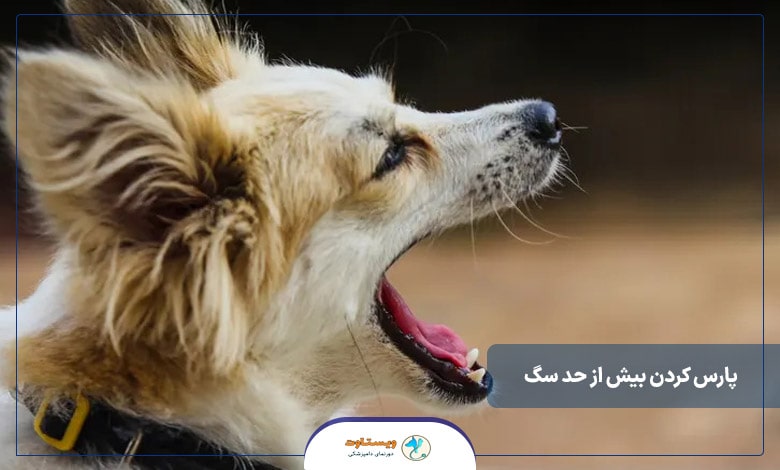 ​پارس کردن بیش از حد سگ و نحوه توقف آن